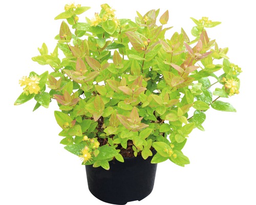 Millepertuis en pot avec feuilles et fleurs jaunes