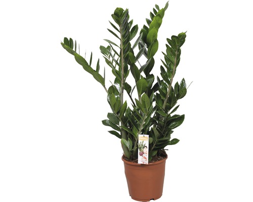 Zamioculcas zamiifolia FloraSelf H 80-100 cm pot de Ø 21 cm