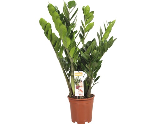 Zamioculcas plante d''intérieur en pot