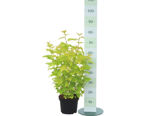 Physocarpe dans un pot avec unité de mesure