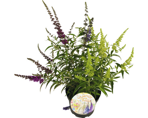 Sommerflieder, Schmetterlingsflieder FloraSelf Buddleja davidii 'Summer Kids ® Tricolor' H 60-80 cm Co 12 L buschig