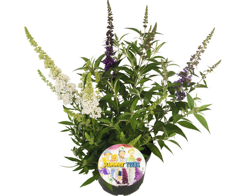 Buddleia de David, arbre à papillons FloraSelf Buddleja davidii 'Summer Teens ® Tricolor' h 60-70 cm Co 12 l touffu