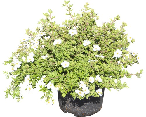 Arbuste à fleurs en pot