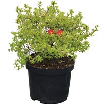 Potentille frutescente FloraSelf Potentilla fruticosa 'Red Lady' H 30-40 cm Co 4,5 L-thumb-1