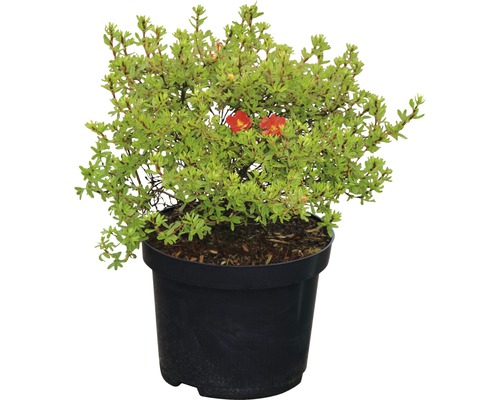 Blühender Strauch in einem Topf