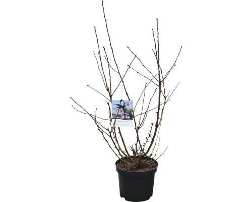 Cerisier d''ornement en pot, sans feuilles