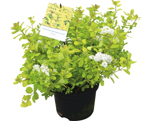 Birkenblättriger-Spiersrauch im Topf mit weißen Blüten