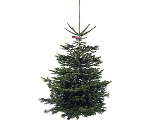 Nordmanntanne GOLD H 170-220 cm, geschlagener Weihnachtsbaum aus nachhaltigem Anbau Nordmanntanne Weihnachtsbaum