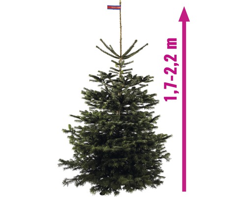 Sapin de Nordmann d''une hauteur de 1,7 à 2,2 mètres