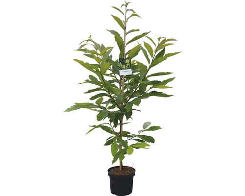 Jeune châtaignier en pot avec tuteur et étiquette