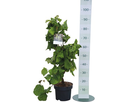 Haselnussbaum im Topf mit Messskala