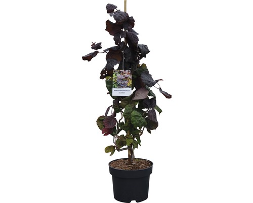 Blut-Haselnuss aufrecht im Topf