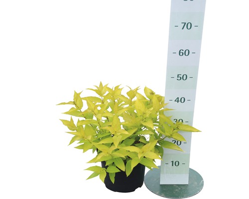 Spirae en pot avec indication de la taille