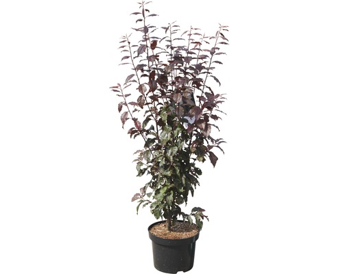 Cerisier colonnaire dans un pot