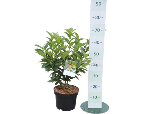 Lorbeerkirsche im Topf mit Größenangabe