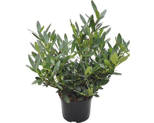 Andromède du Japon dans un pot