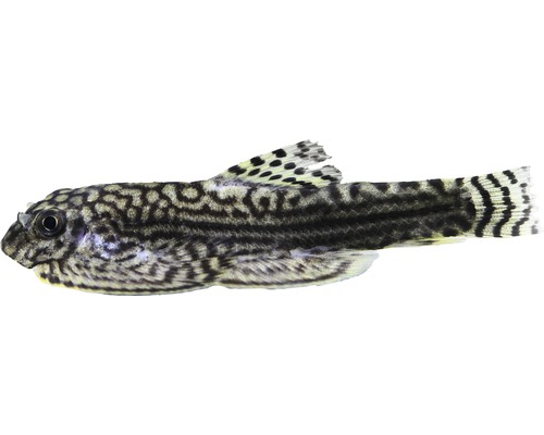 Poisson loche léopard - Sewellia lineolata