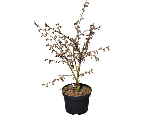 Zierkirsche im Topf mit beginnender Blüte