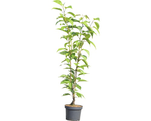 Kirschbaum in einem Topf