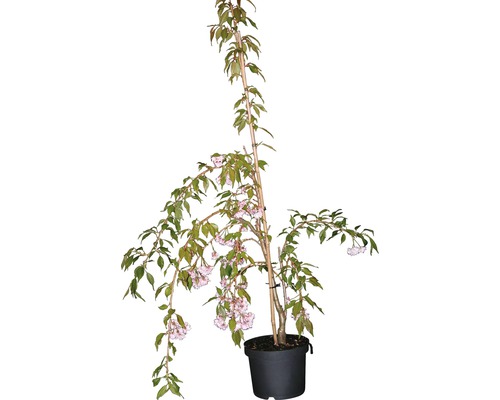 Arbre d''ornement fleuri en pot