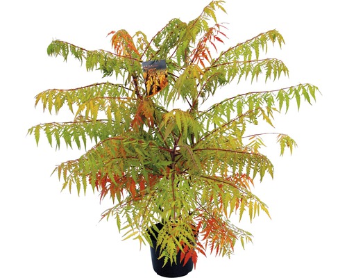 Sumac vinaigrier en pot