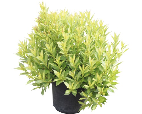 Cornouiller panaché jaune en pot