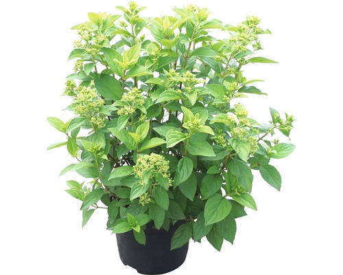 Hortensia paniculé en pot