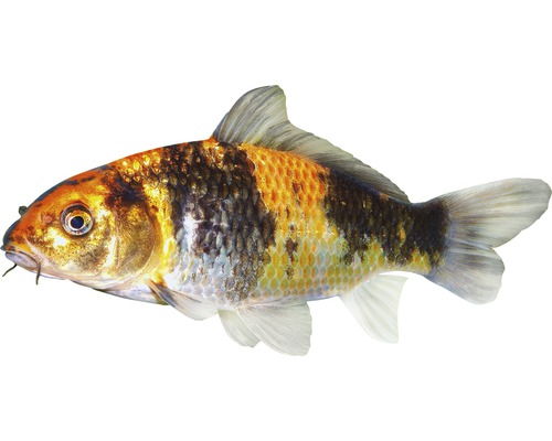 Fisch Koikarpfen 8 - 10 cm - Cyprinus carpio