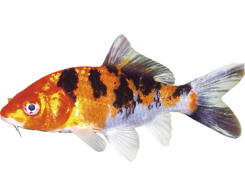 Fisch Koikarpfen 11 - 13 cm - Cyprinus carpio