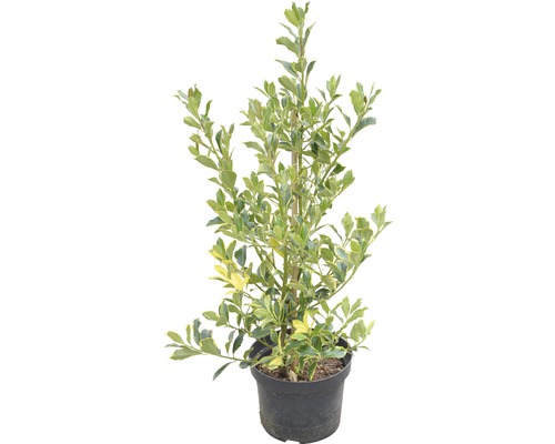 Euonymus japonicus ''Aureomarginatus'' Pflanze im Topf gezogen.