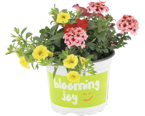 Mini-pétunia Trio, Verveine Trio, différentes sortes FloraSelf pot Ø 17 cm assorti