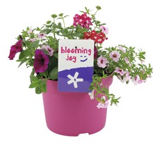Mini-pétunia Trio et diff. sortes FloraSelf pot Ø 23 cm assorti
