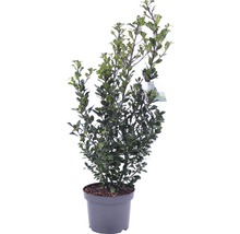 Houx en pot