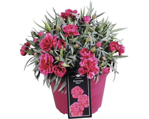 Œillet commun FloraSelf Dianthus caryophyllus 'Nina' h 10-15 cm pot Ø 15 cm-0