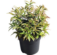 Traubenmyrthe Kugel FloraSelf Leucothoe axillaris 'Carinella' H 30-40 cm Co 6 L