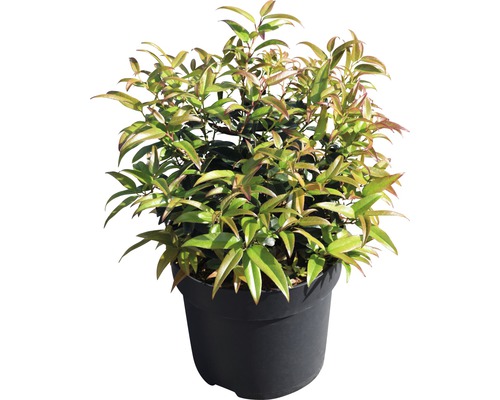 Photinia im Topf