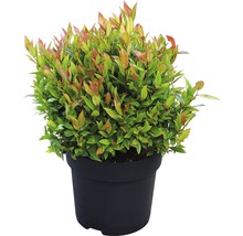 Traubenmyrthe Kugel FloraSelf Leucothoe fontanesiana 'Little Flames'® H 30-40 cm Co 6 L