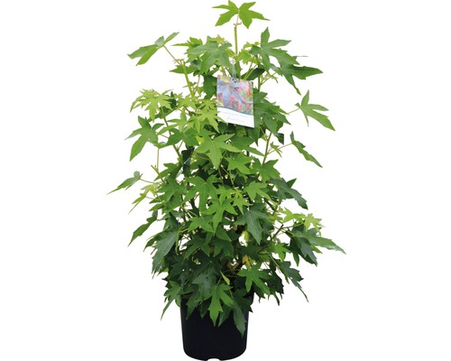 Amberbaum im Topf mit grünen Blättern