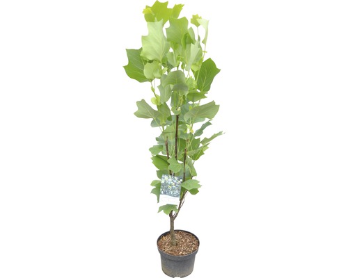 Jeune tulipier en pot