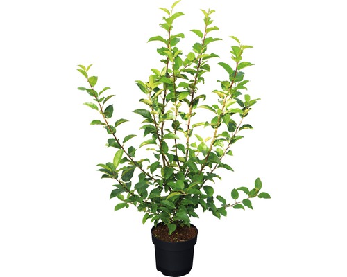 Pommier en pot