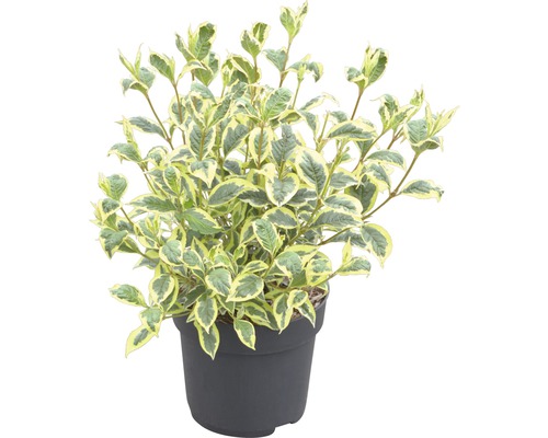 Hartriegel im Topf mit weiß geränderten Blättern