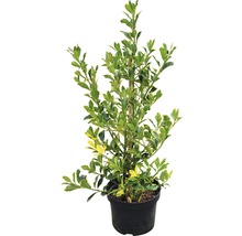 Fusain d''Europe cultivé en pot avec des feuilles