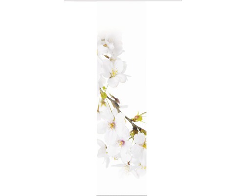 Branche de cerisier en fleurs