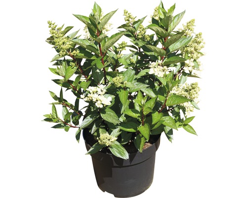 Rispenhortensie in einem Topf mit grünen Blättern und weißen Blüten