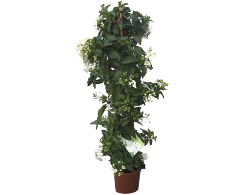 Morelle faux jasmin pyramide FloraSelf Solanum jasminoides pot de Ø 12 cm