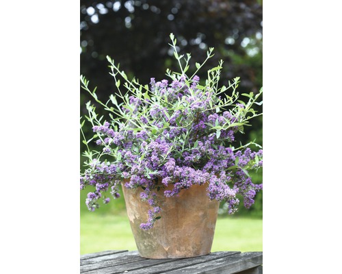 Sommerflieder im Terrakottatopf auf einem Holztisch im Garten