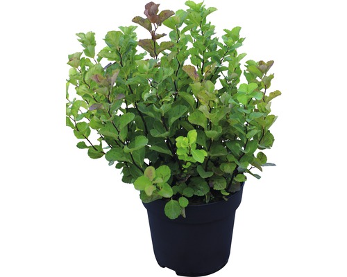 Physocarpe dans un pot de fleurs
