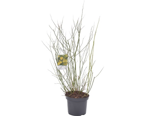 Forsythia dans un pot sans feuilles