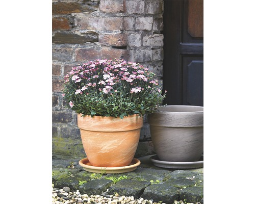 Pot de fleurs avec des chrysanthèmes d''automne sur une soucoupe