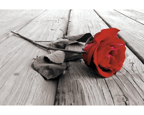 Panneau décoratif Red Rose 61x91 cm